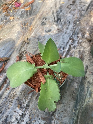 Mala madre kalanchoe succulent - mala,